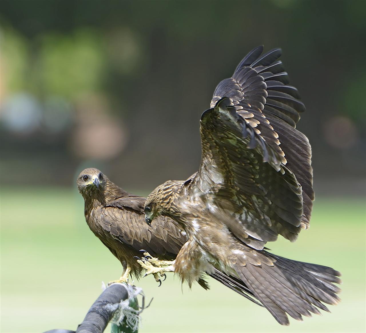 1_black_kite-southern_lawns_near_golf_24-05-2013-1527hrs_dsc_6550