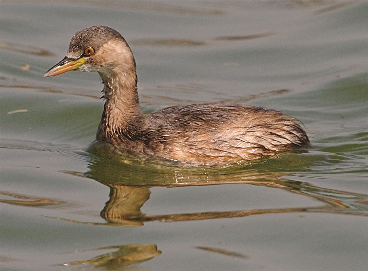 2_little_grebe-lake_dalikhana_18-02-2013-1332hrs-grebe_6655.jpg