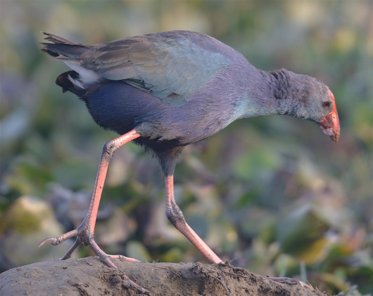 2_purple_swamphen_dsc_1263