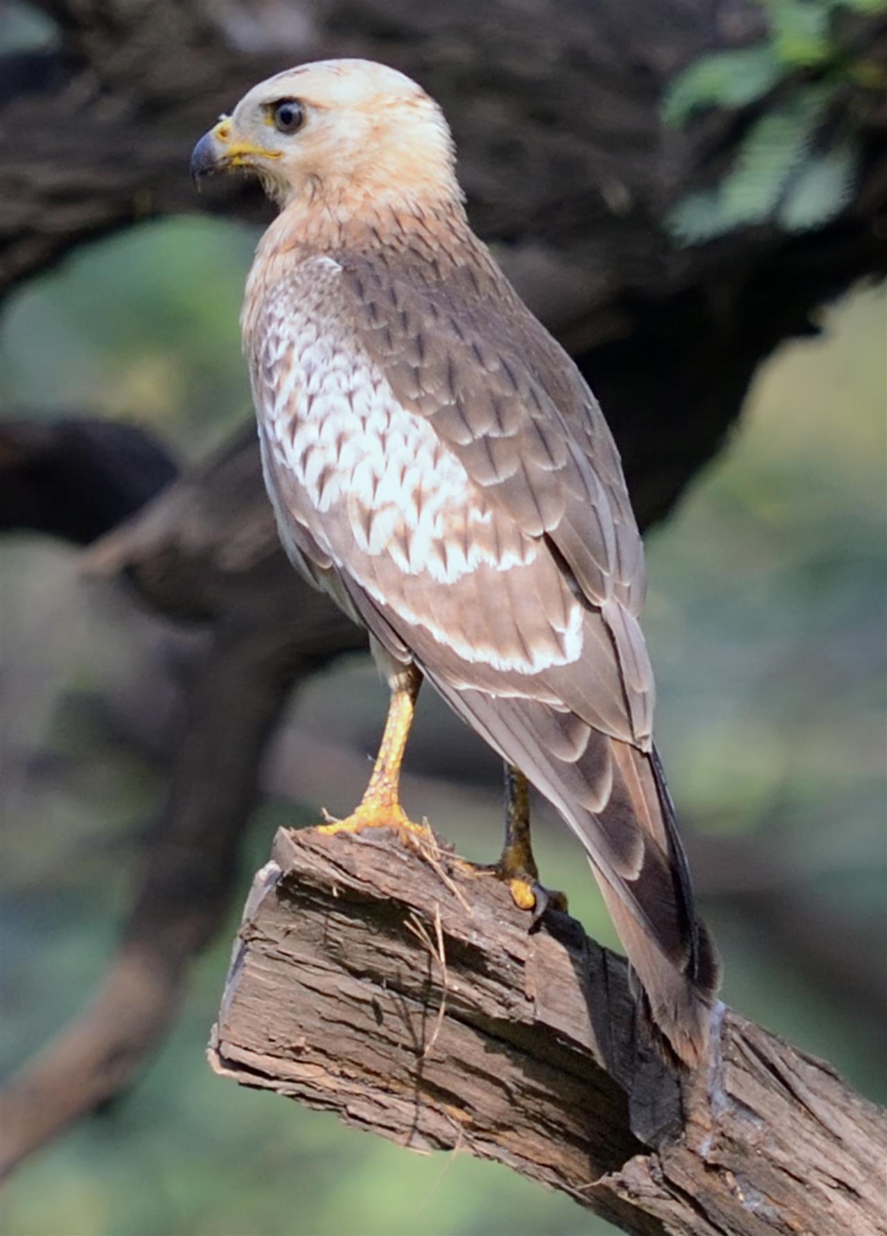 2_White-eyed_Buzzard-_Forest__Polo_Ground-_04-08-2013-0743hrs_DSC_3167